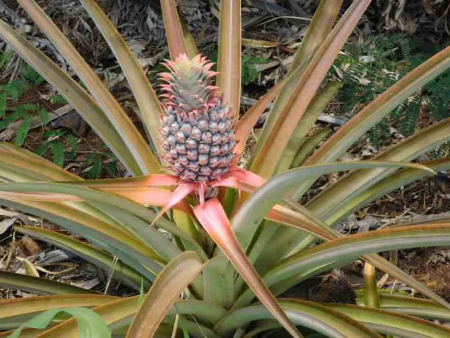 pinapple-growing