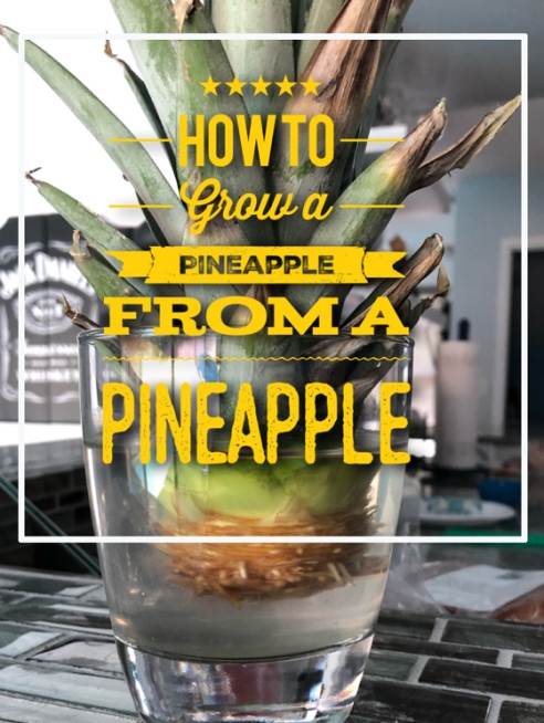 how to grow a pineapple from a pineapple